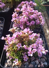 Androsace carnea pink - 8cm pot 